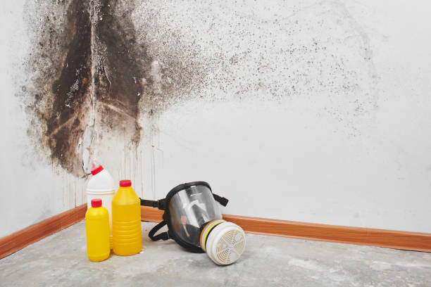 Best Post-Flood Mold Remediation in Pretty Bayou, FL