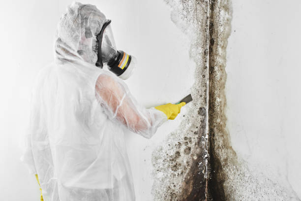 Best DIY Mold Remediation Support Services in Pretty Bayou, FL