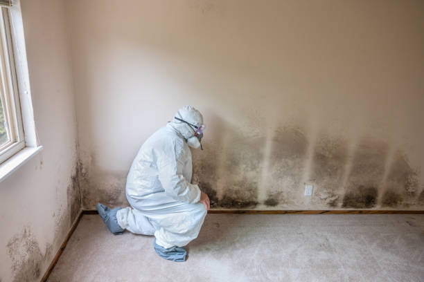 Best Industrial Mold Remediation in Pretty Bayou, FL